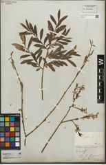 Foto von Salix purpurea L.
